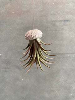 Air Plants (Tillandsia)-3