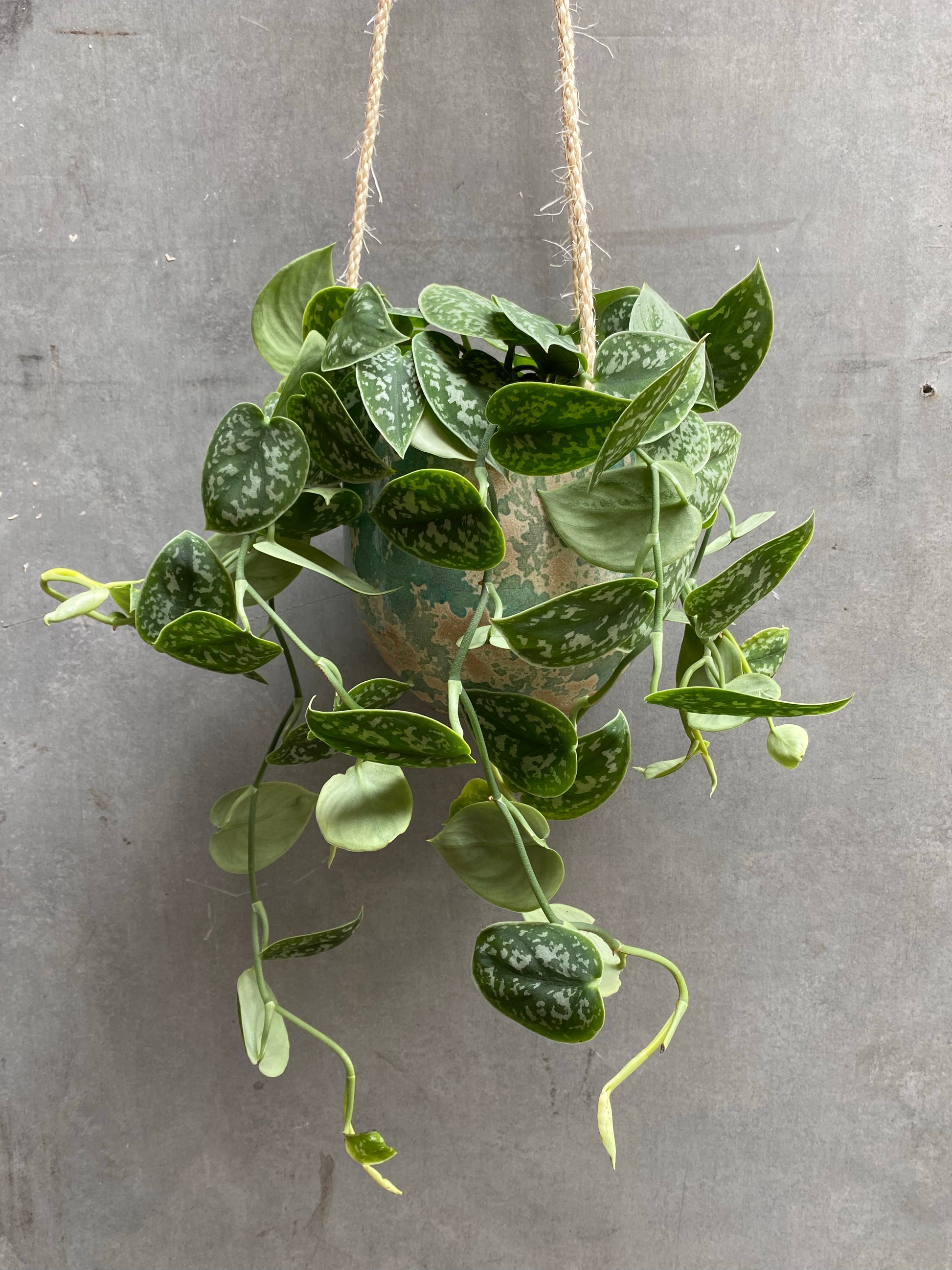 Satin Pothos Hanger-1