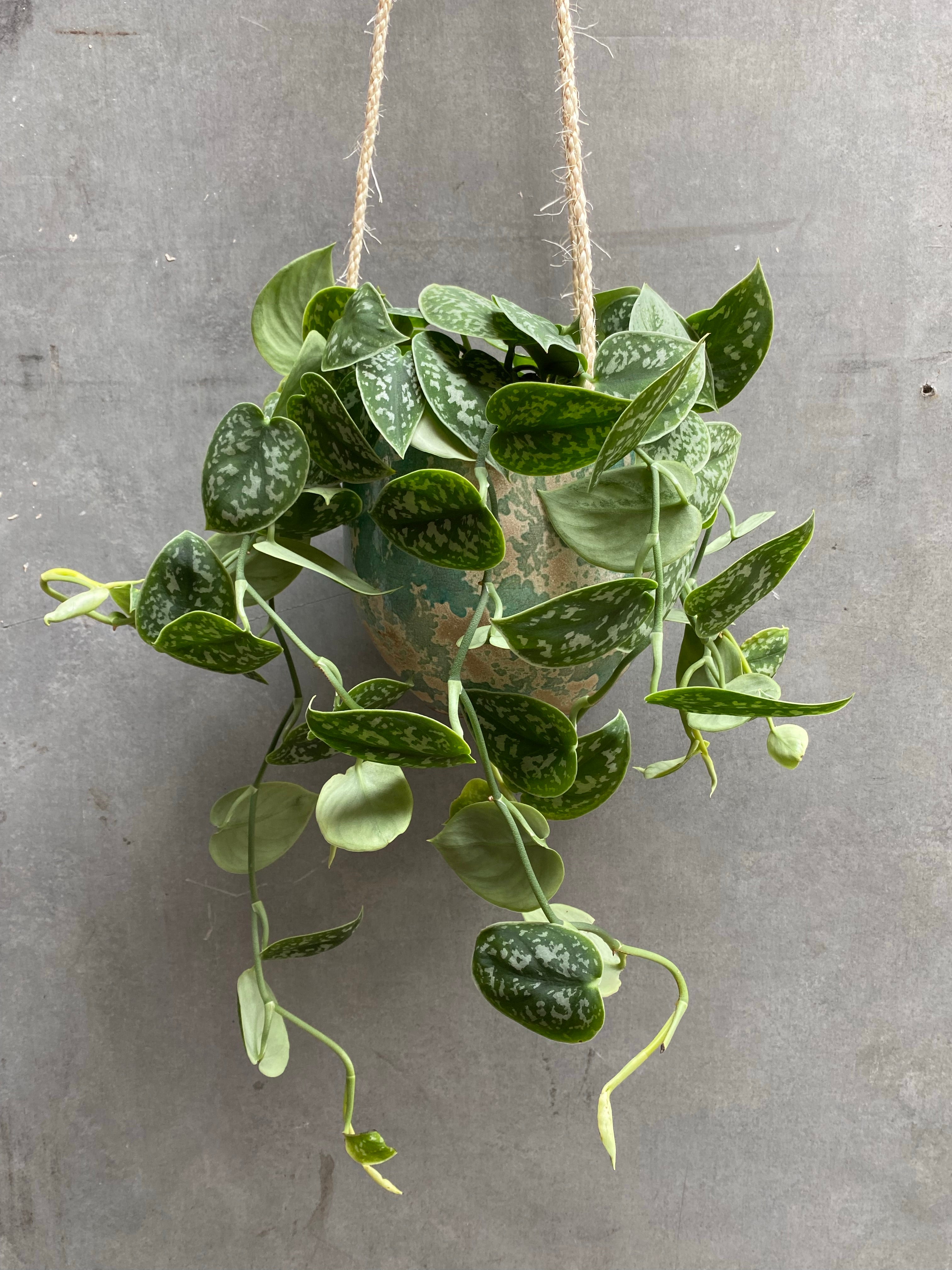 Satin Pothos Hanger