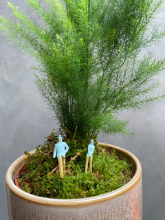 Asparagus Pyramidalis Fern-4