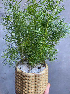 Asparagus Fern-9