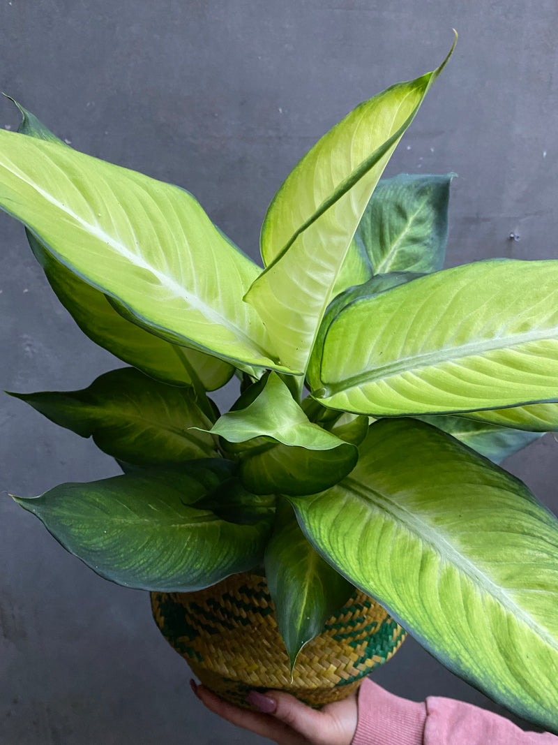 Dieffenbachia Summer Style-6