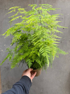 Asparagus Fern-10