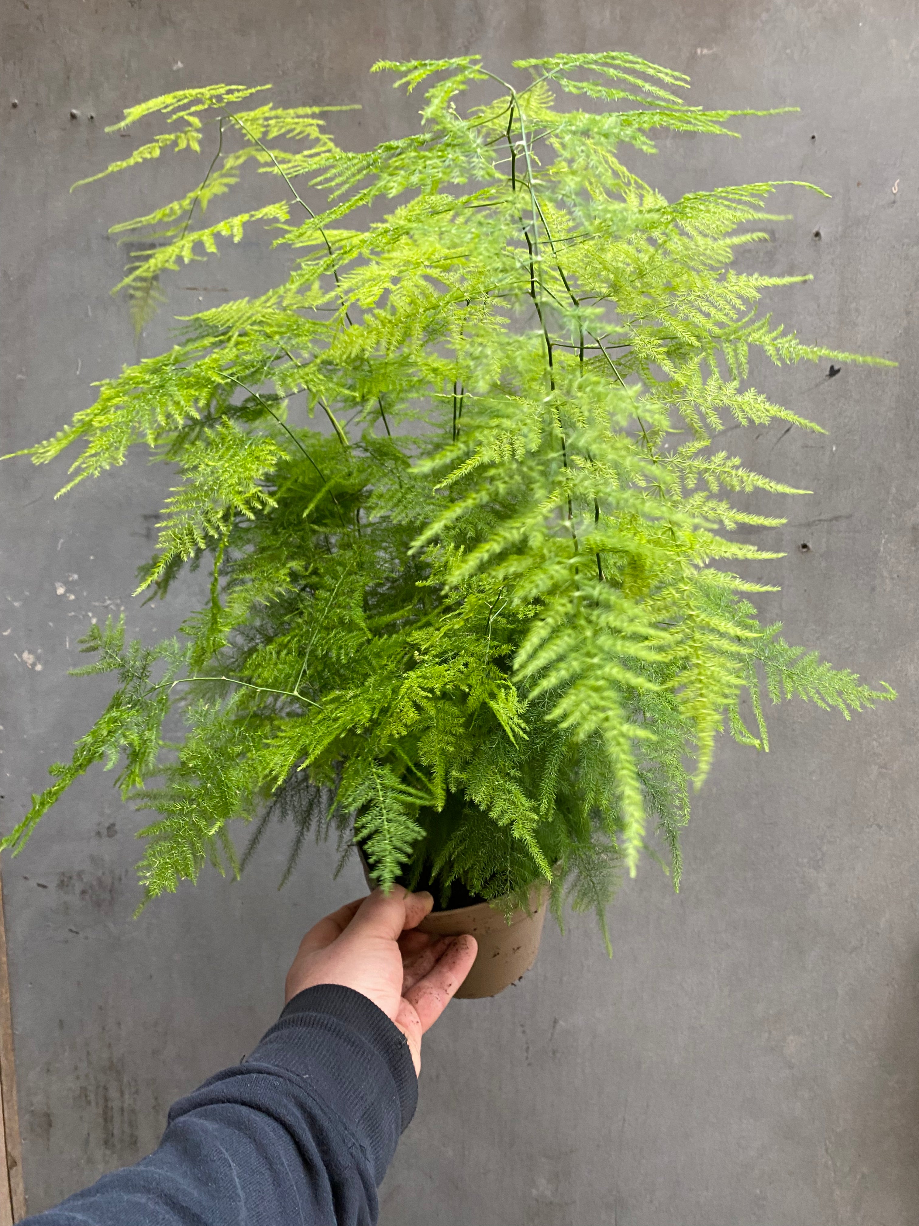 Asparagus Fern-10