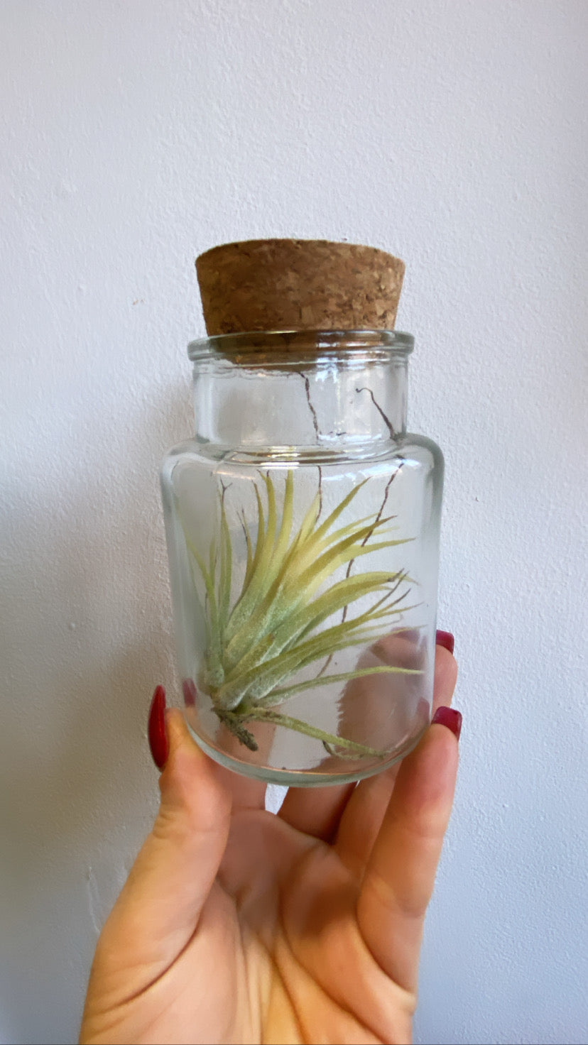 Air Plants (Tillandsia)-11