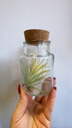 Air Plants (Tillandsia)-11