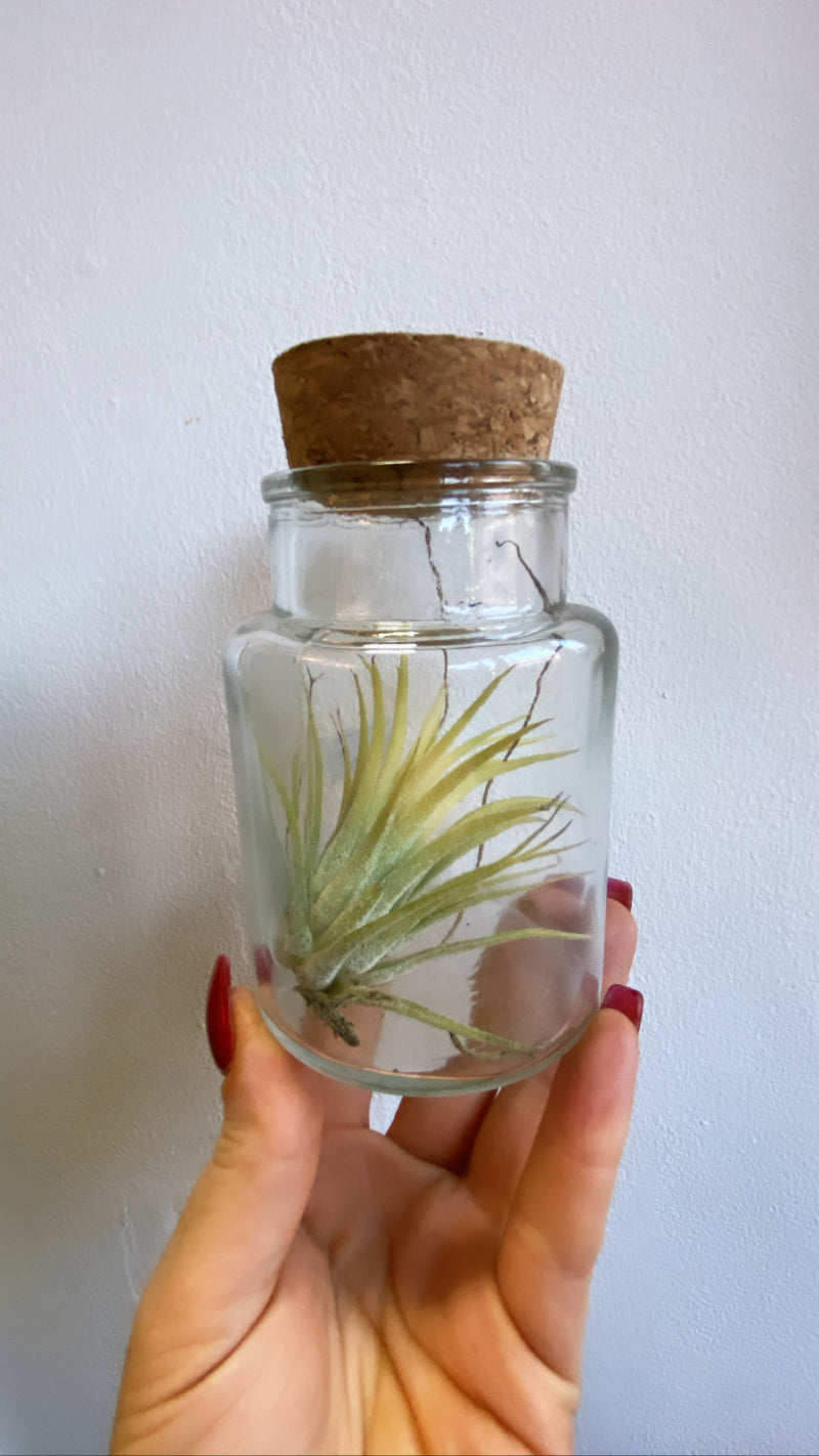 Air Plants (Tillandsia)-11