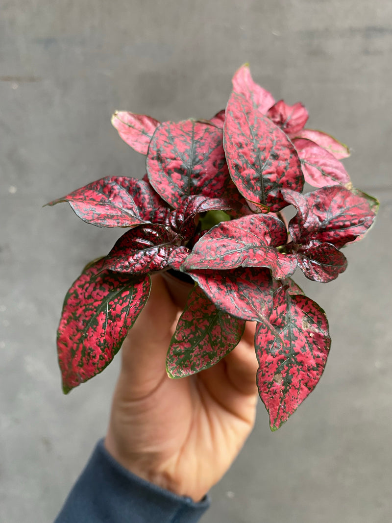 Polka Dot Plant-2