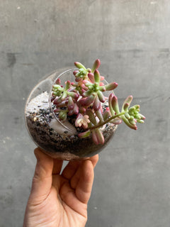 Succulent Terrarium-1