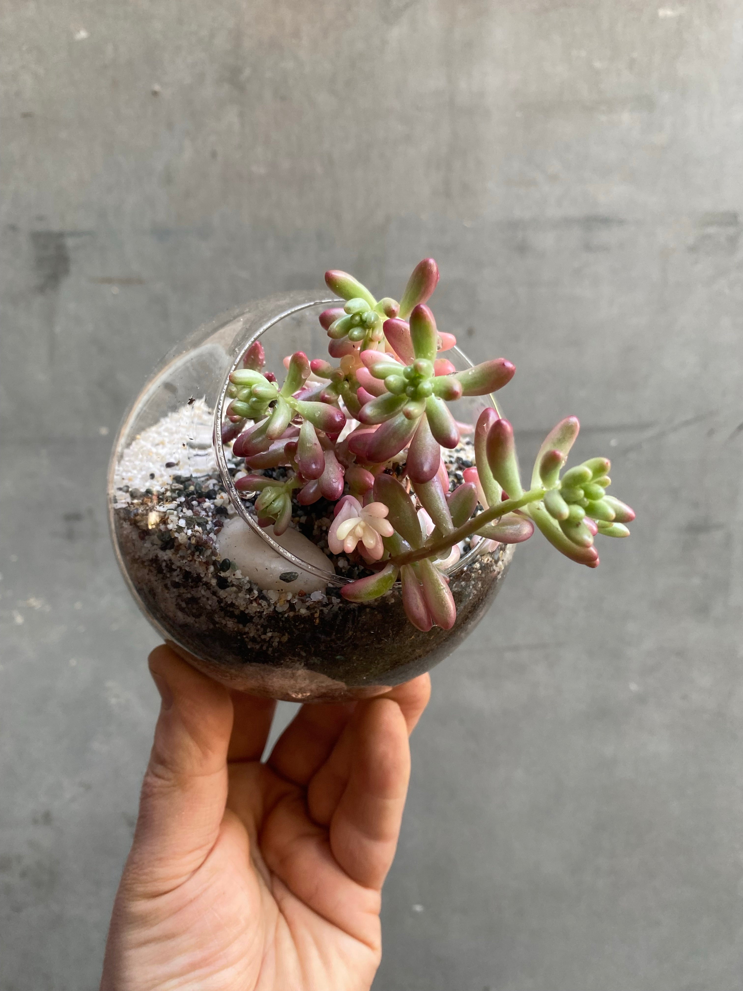 Succulent Terrarium