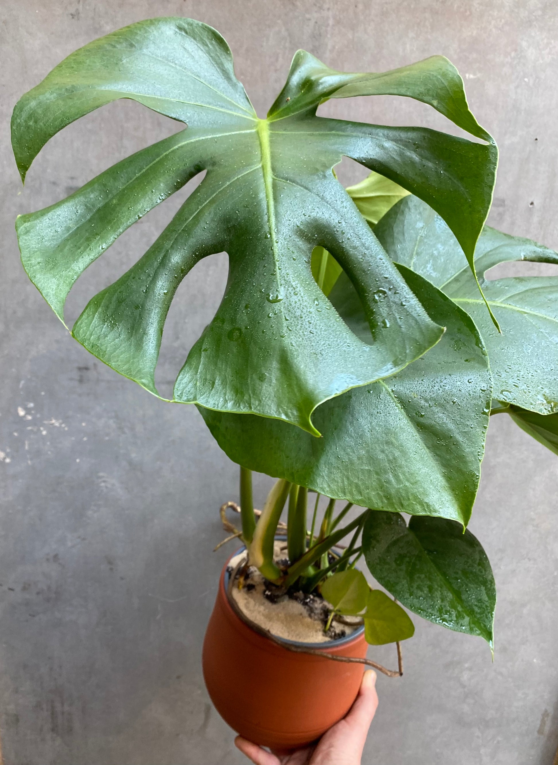 Small Monstera Deliciosa-5