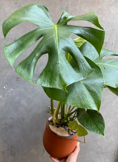Small Monstera Deliciosa-5