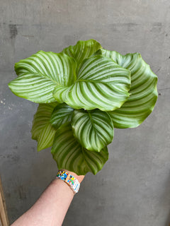 Calathea Orbifolia-4