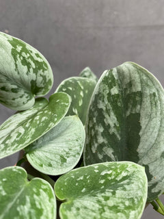 Scindapsus Silvery Ann-2