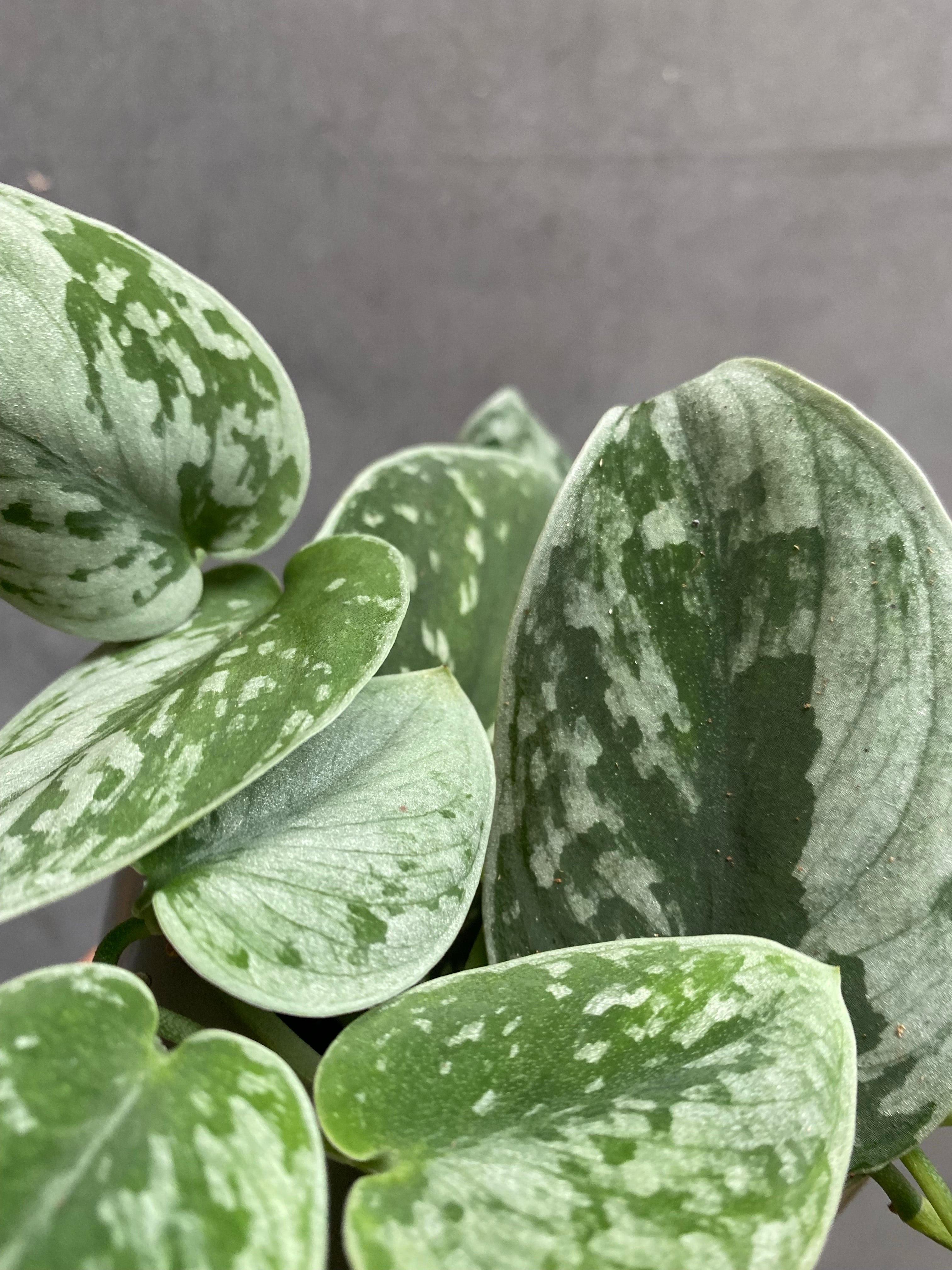 Scindapsus Silvery Ann