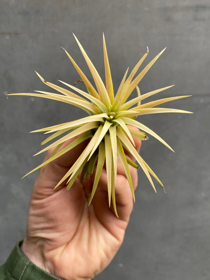 Air Plants (Tillandsia)-9