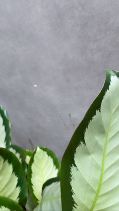 Calathea Argentea-3