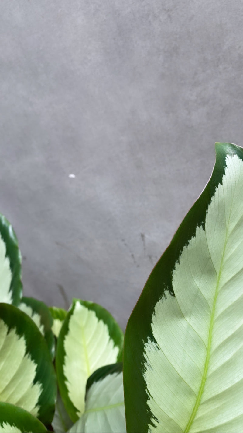 Calathea Argentea-3