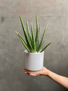 Eno Pots-3