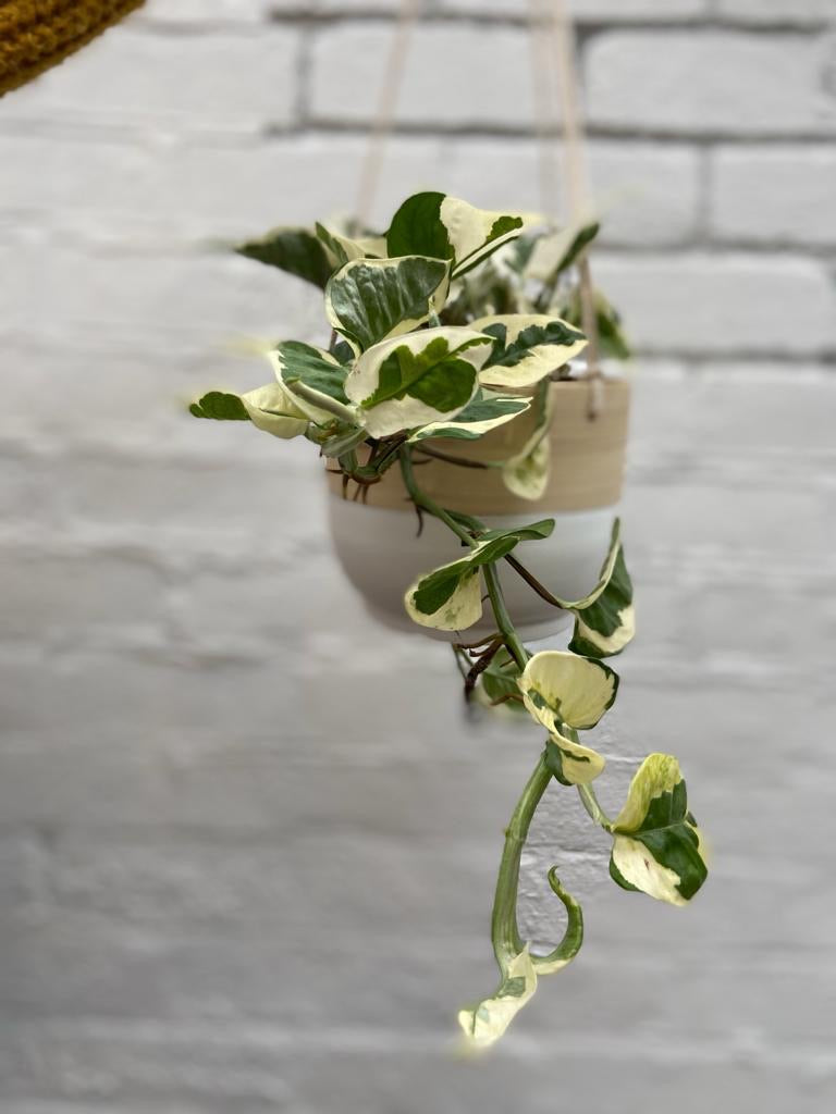 Bamboo Hanging Planter-8