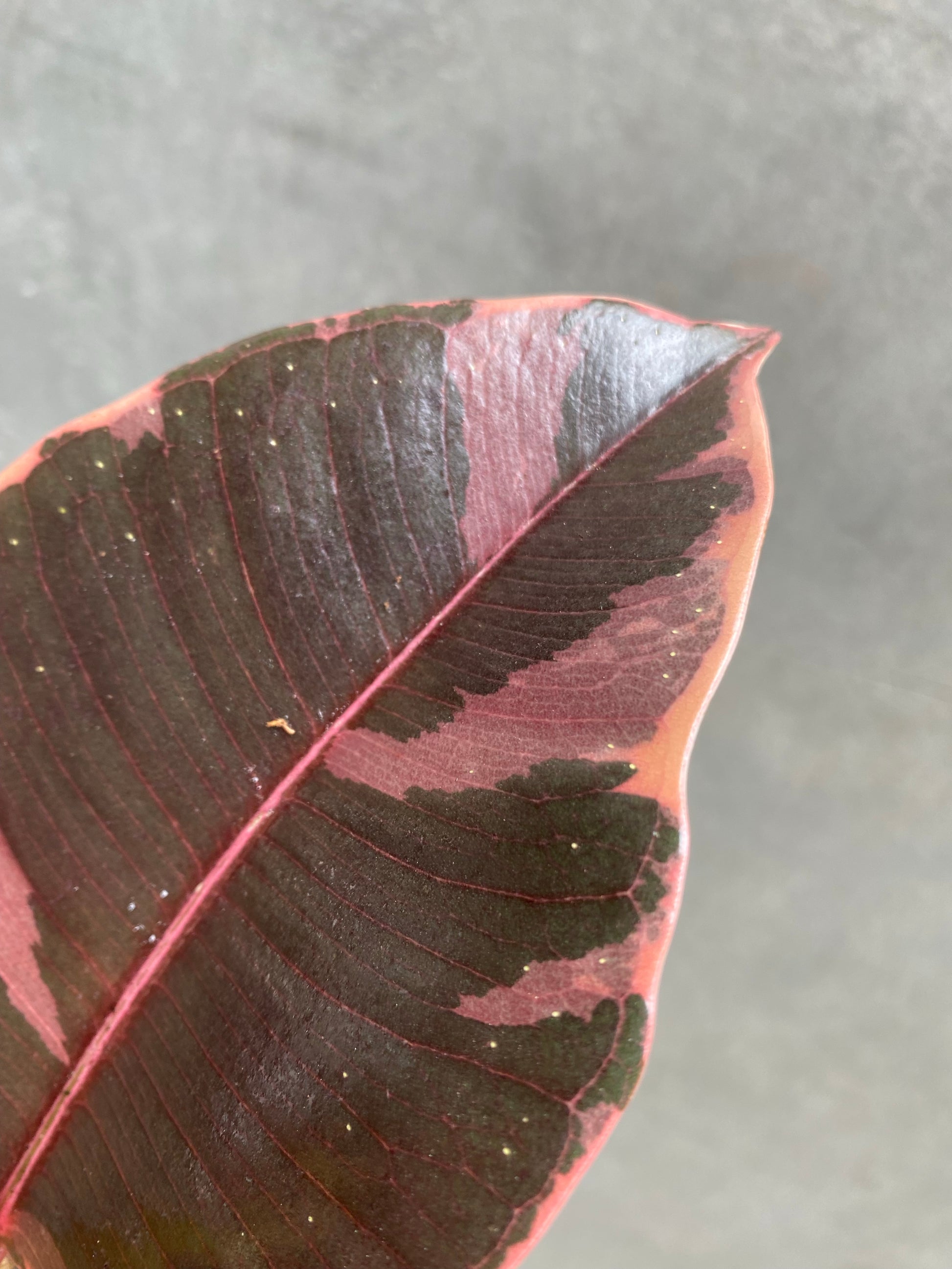 Ficus Belize-3