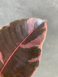 Ficus Belize-3