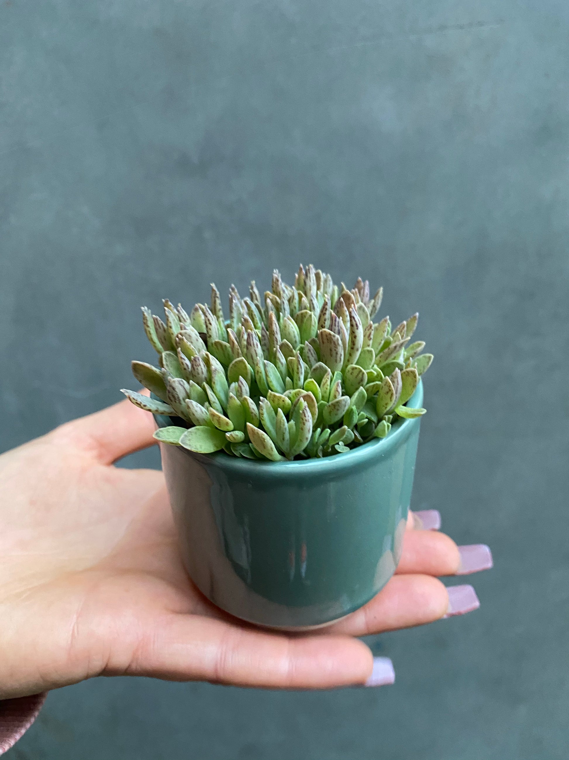 Succulent (Small)-4