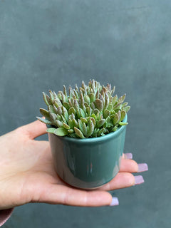 Succulent (Small)-4