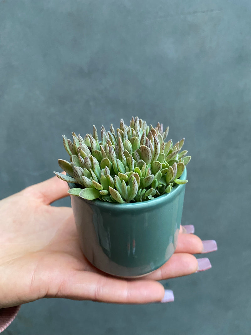 Succulent (Small)-4