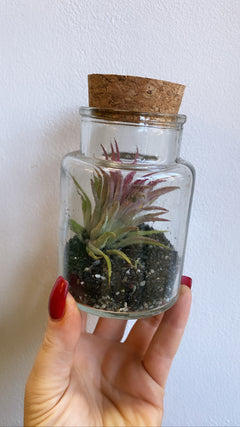 Air Plants (Tillandsia)-10