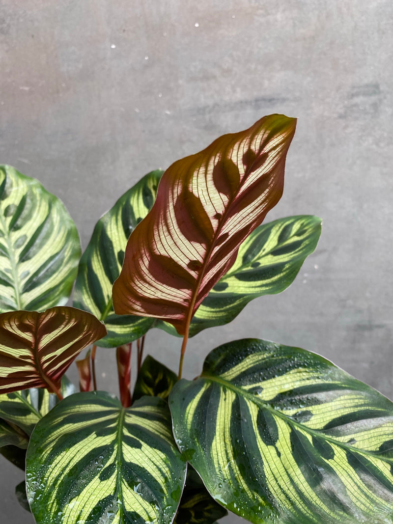 Calathea Makoyana-5