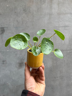 Chinese Money Plant-9
