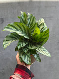 Calathea Freddie