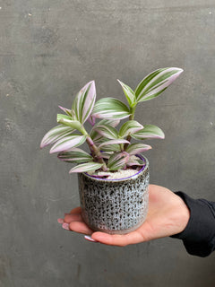 Tradescantia Nanouk-2