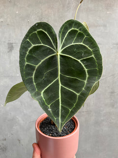 Anthurium Clarinervium-4