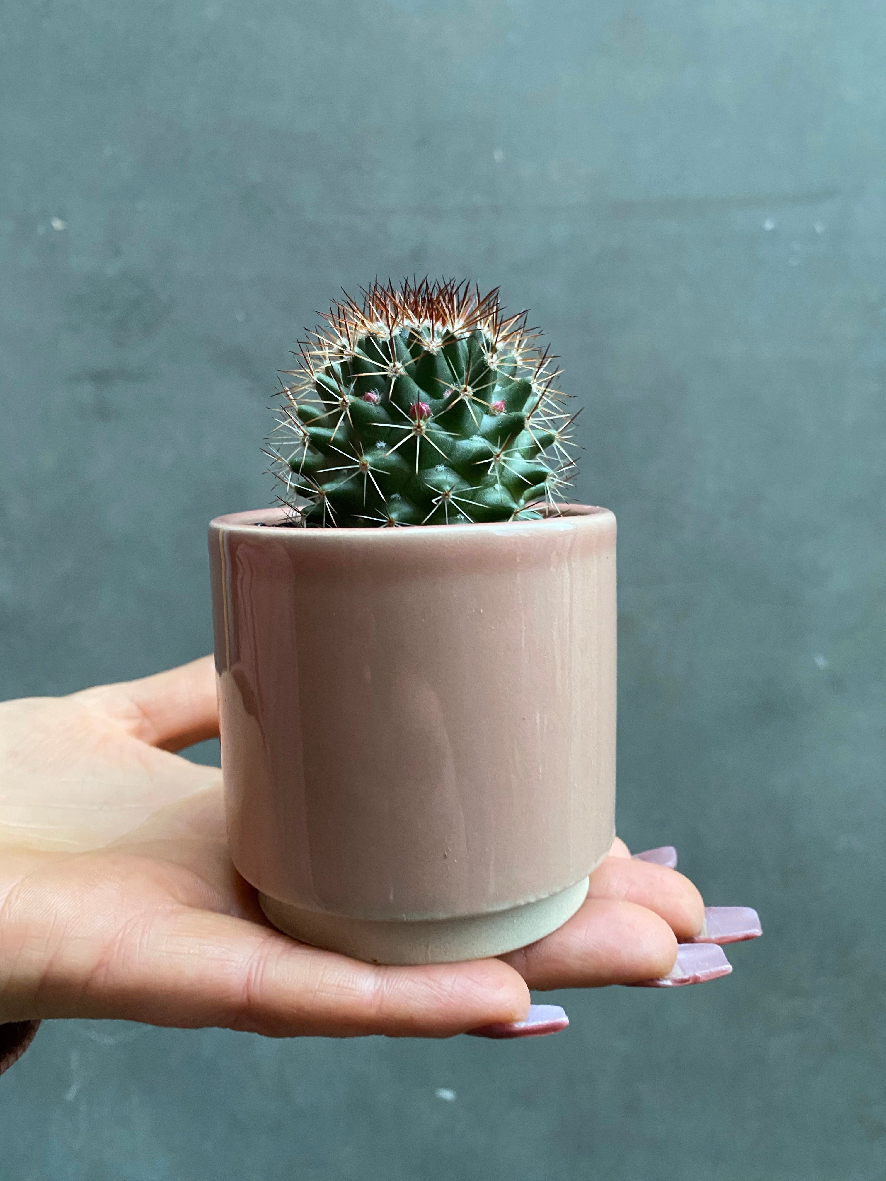 Eno Pots-11