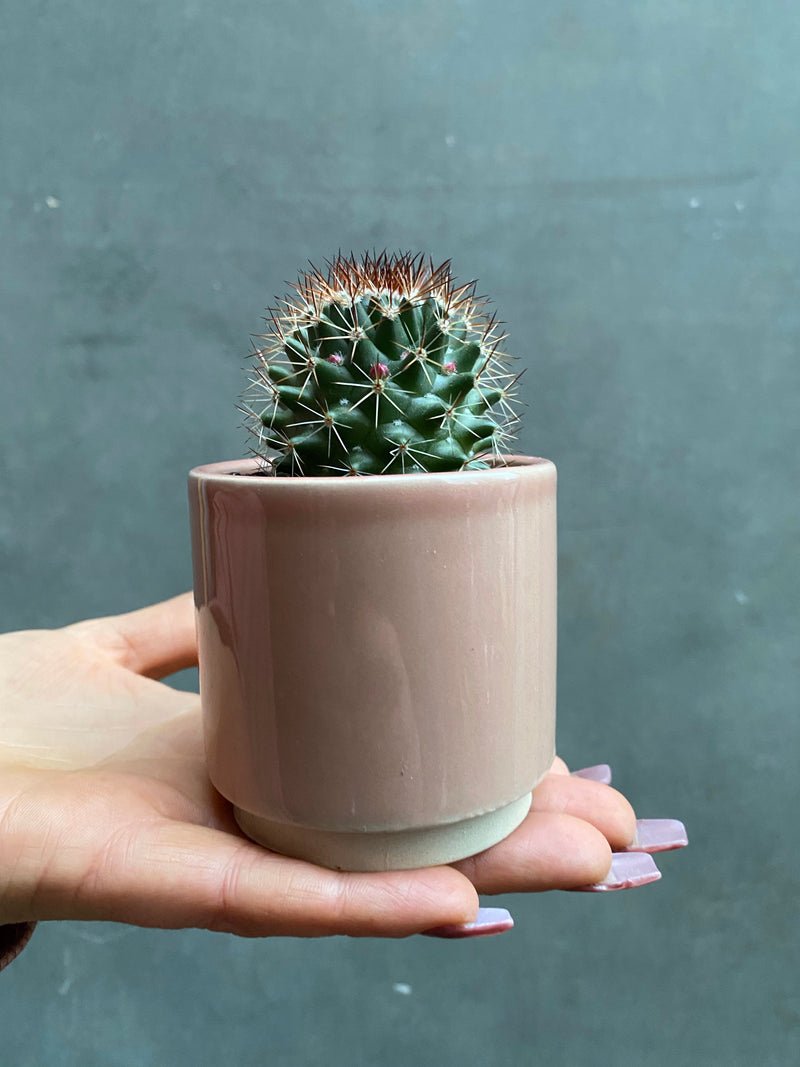 Eno Pots-11