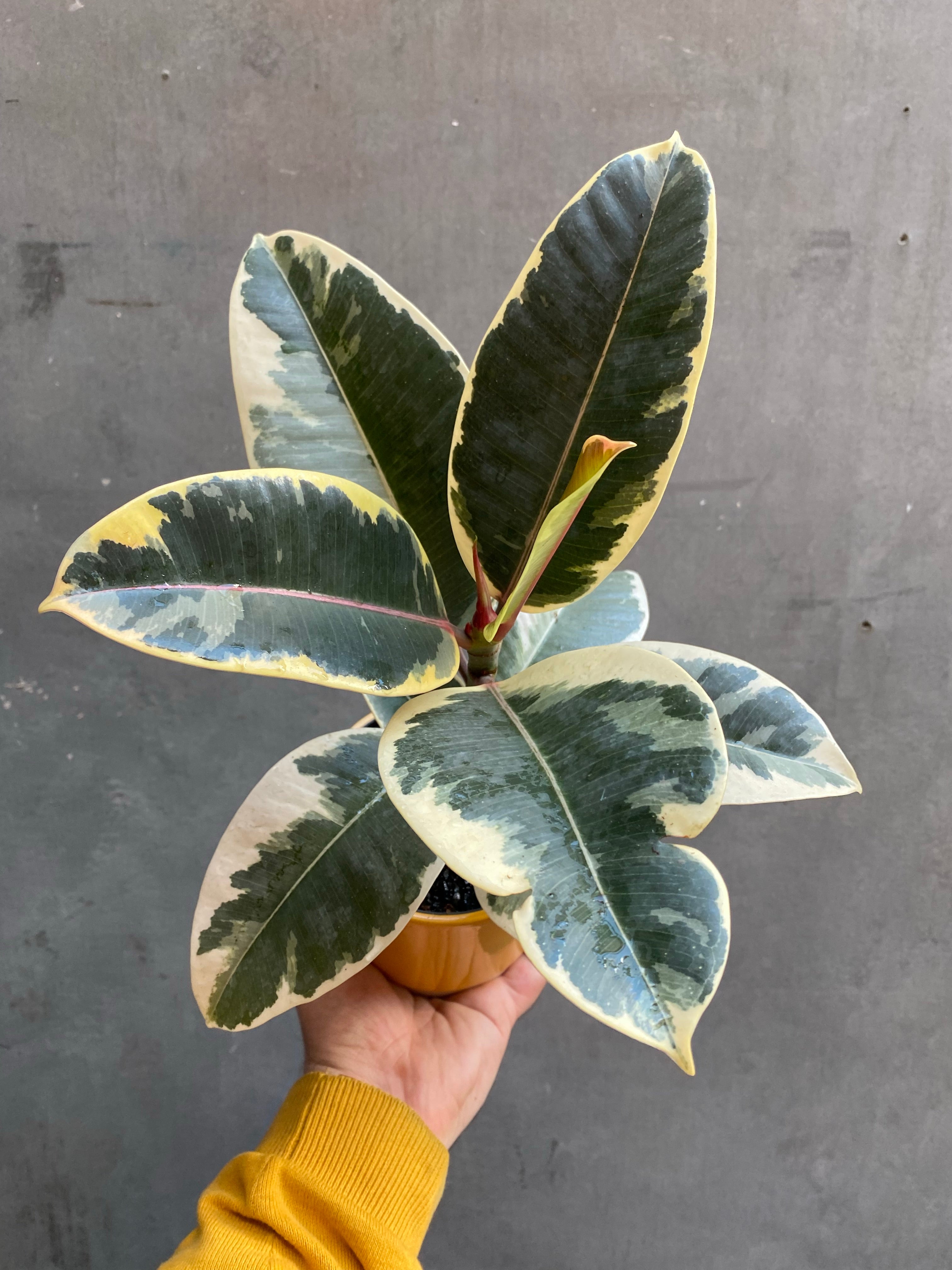 Ficus Tineke