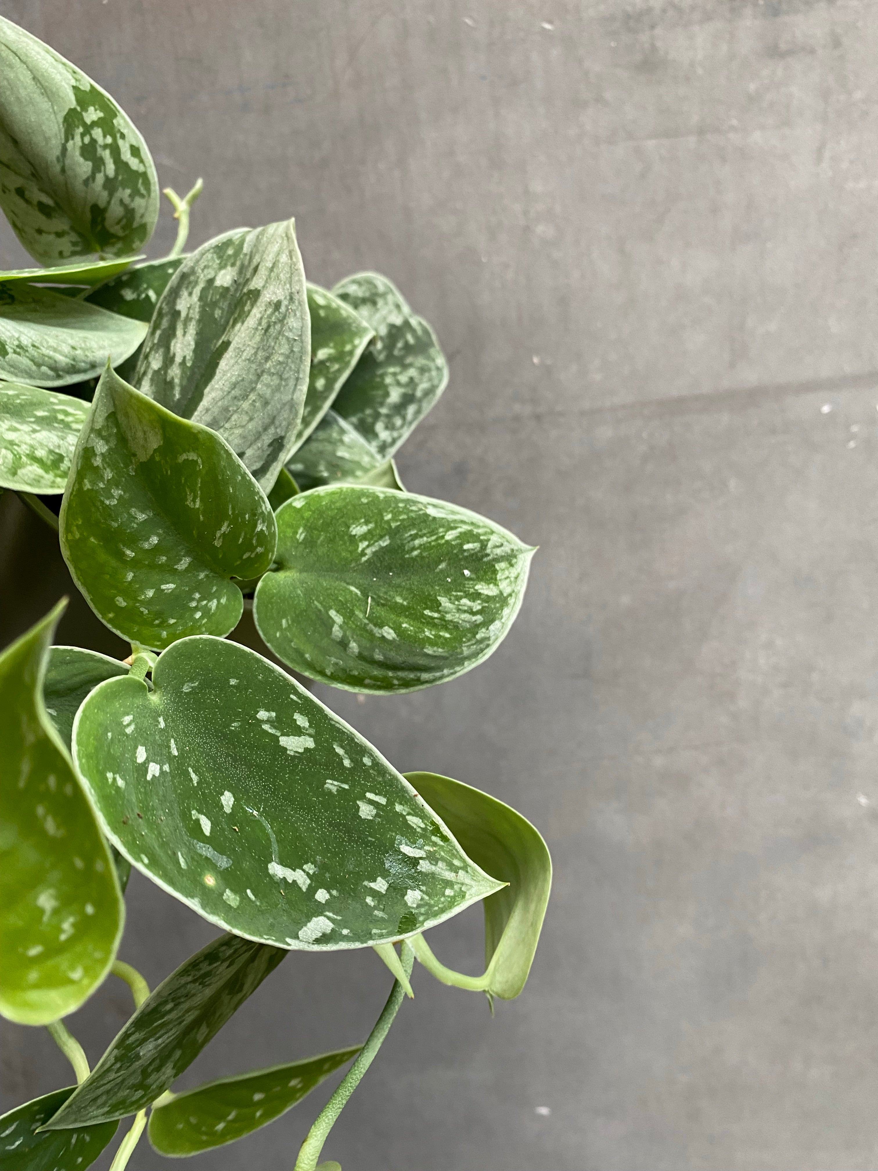 Scindapsus Silvery Ann-3