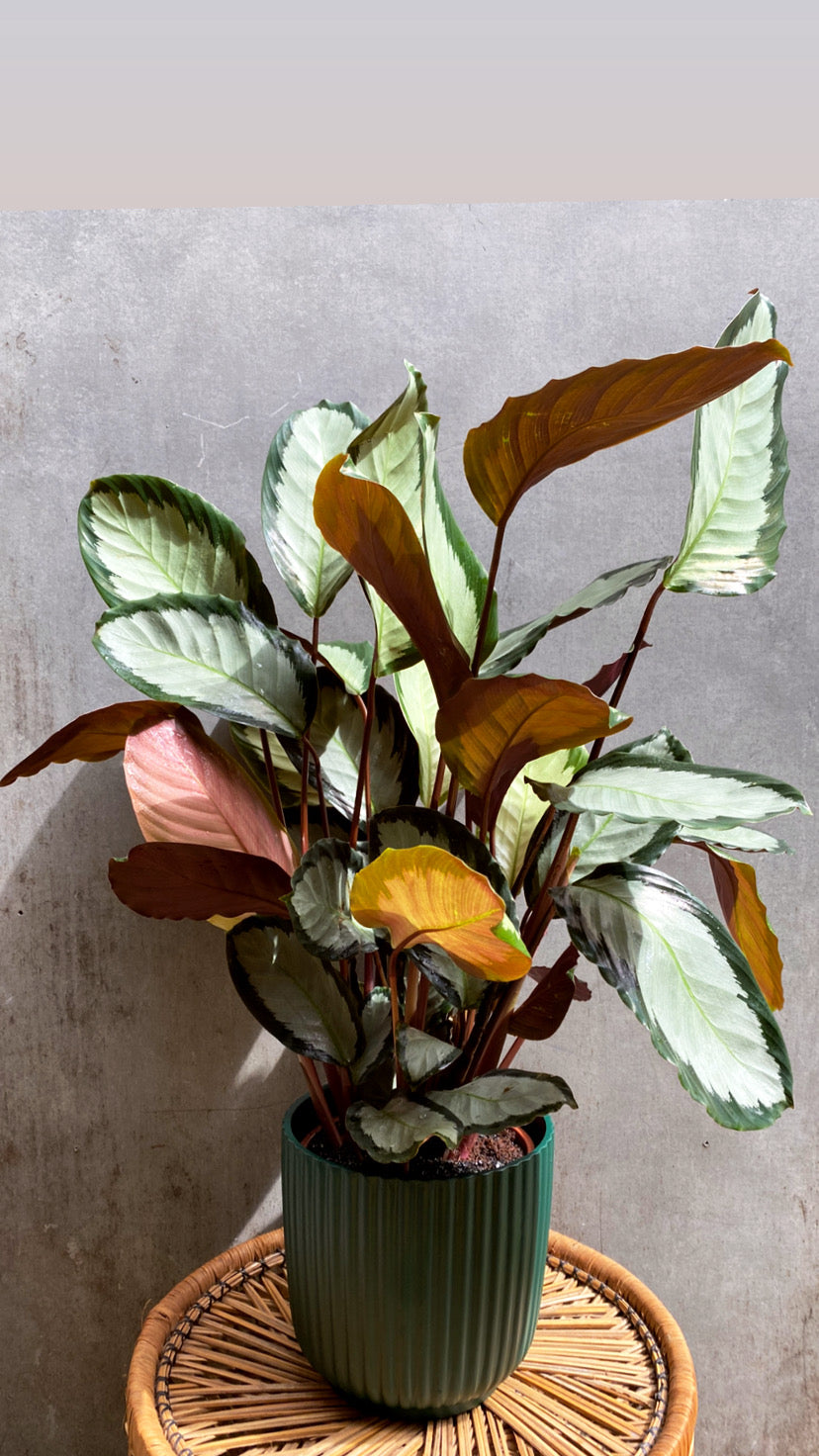 Calathea Argentea-1