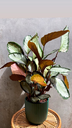 Calathea Argentea-1