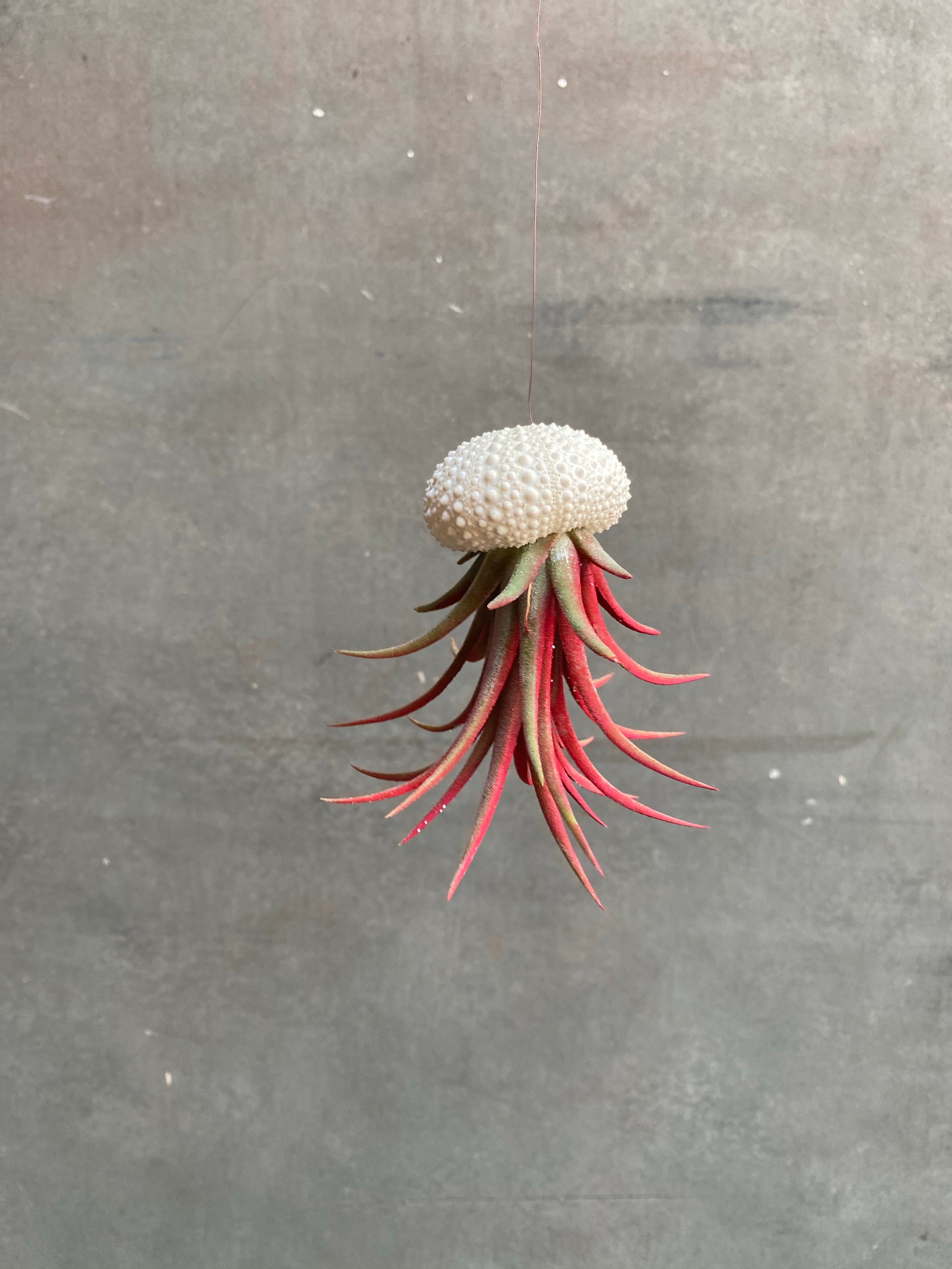 Air Plants (Tillandsia)-2