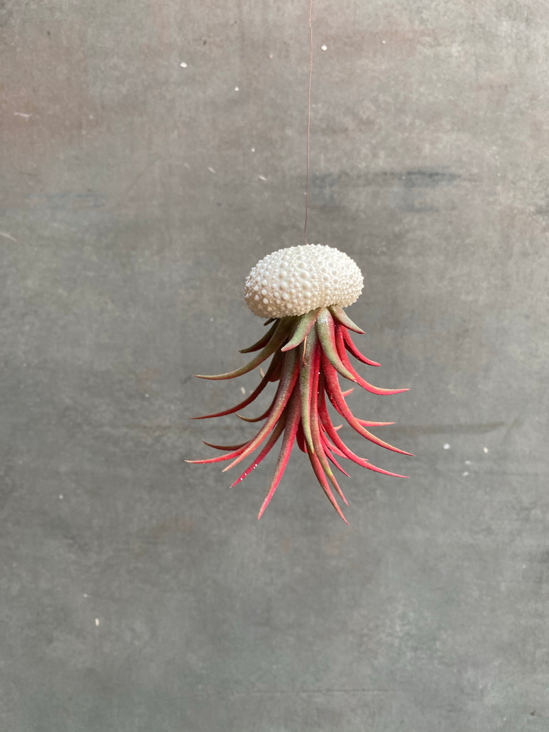 Air Plants (Tillandsia)-2