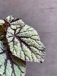 Begonia Fedor