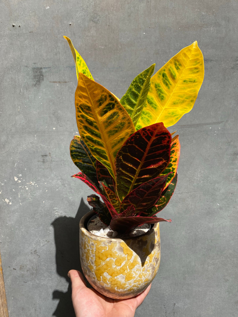 Croton-6