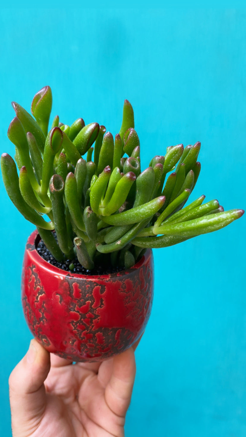 Medium Crassula-4