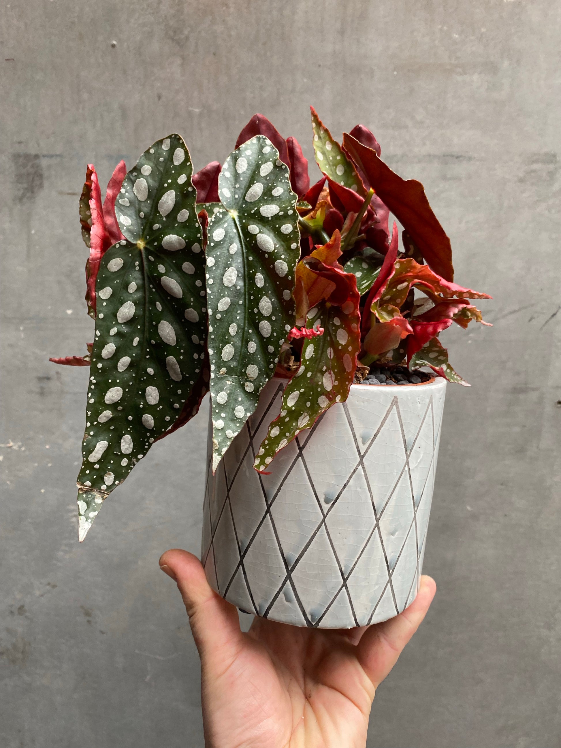 Polkadot Begonia Silver Spot-3