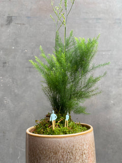 Asparagus Pyramidalis Fern-3