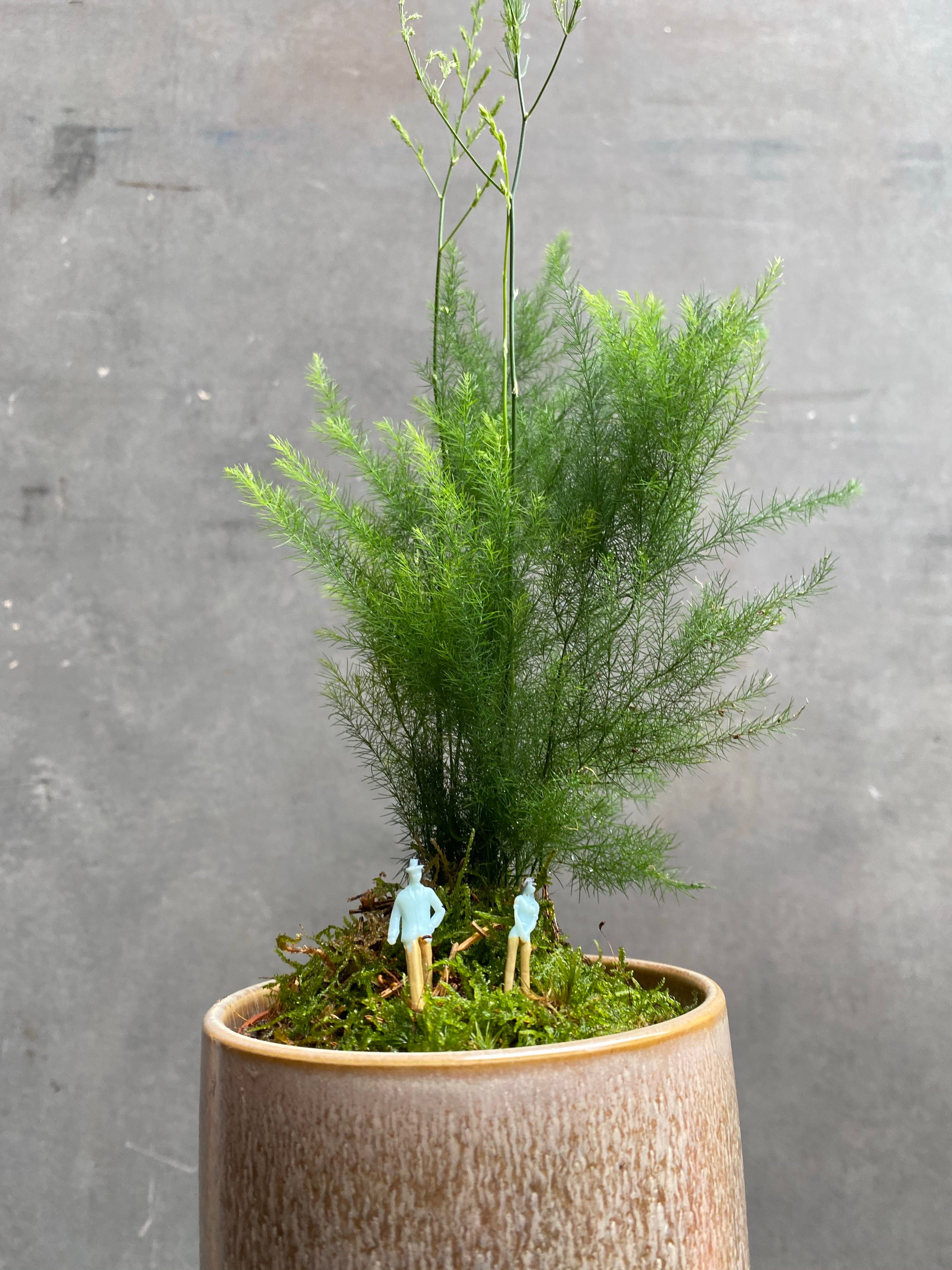 Asparagus Pyramidalis Fern-3