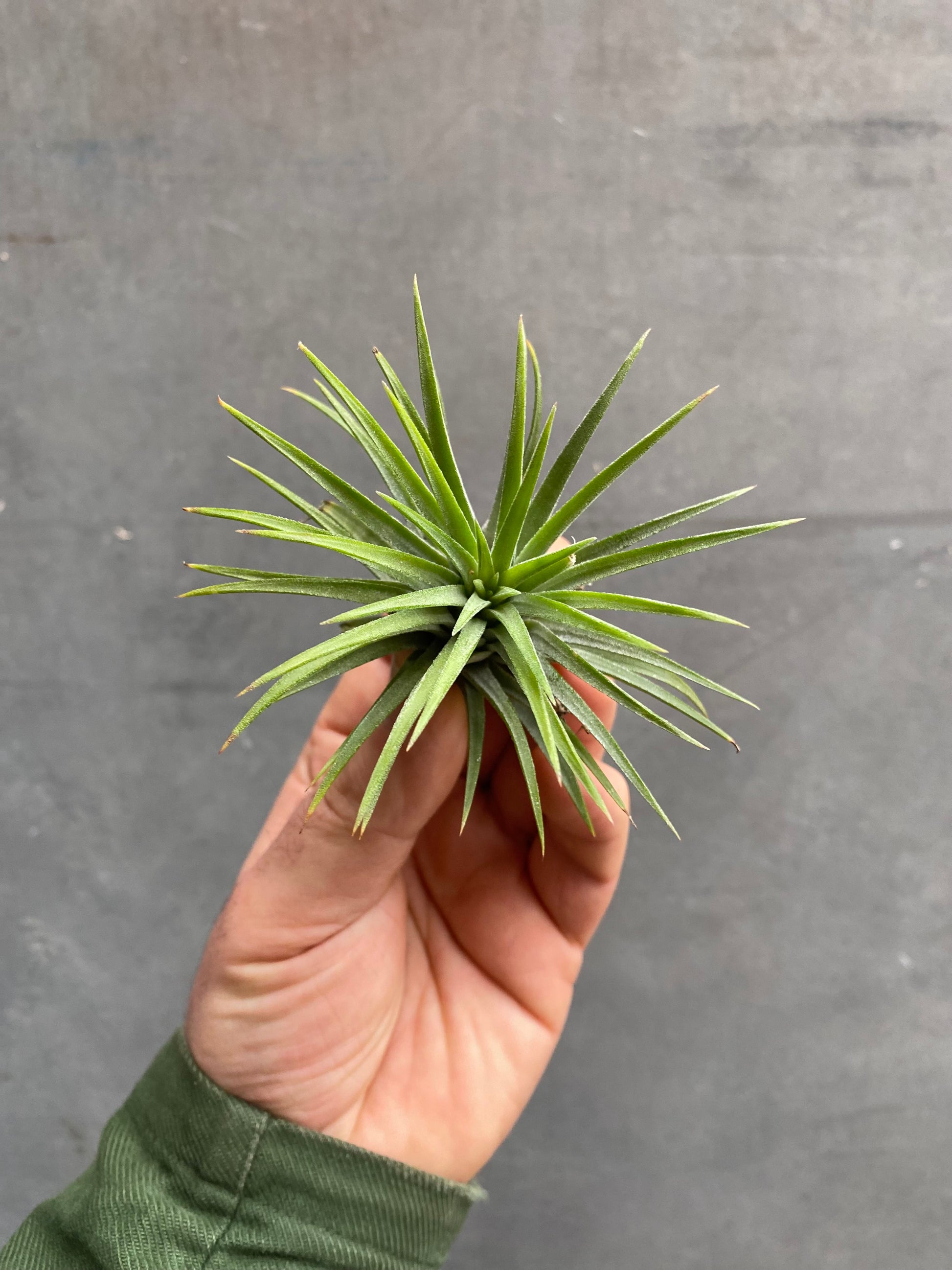 Air Plants (Tillandsia)-8